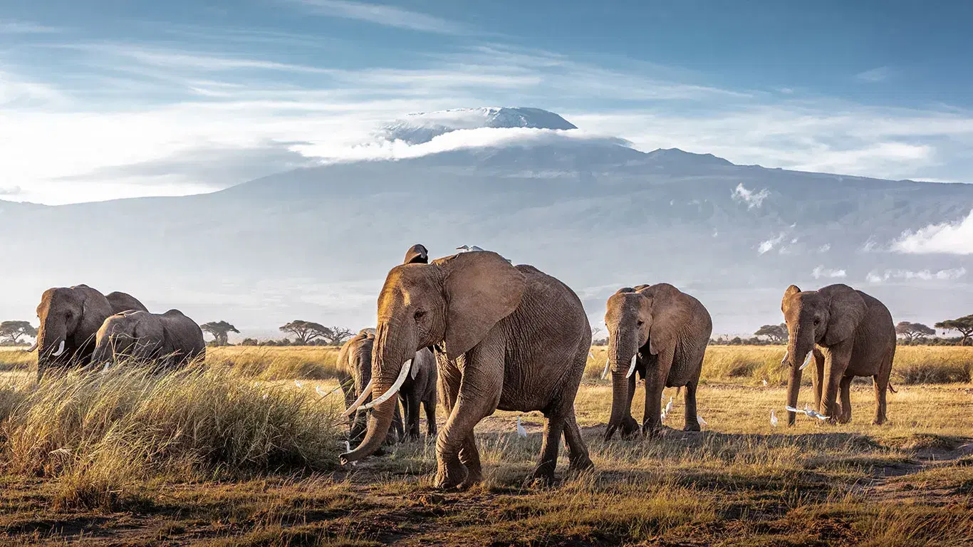 Tortilis Camp Amboseli
