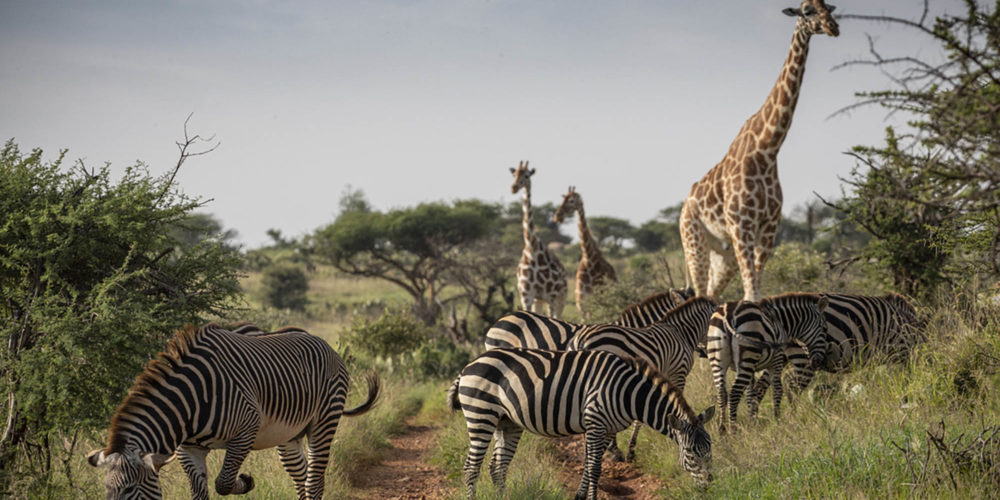 safaris in east africa